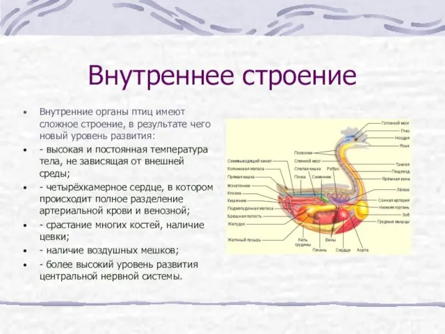 Внутреннее строение Внутренние органы птиц имеют сложное строение, в результате чего новый