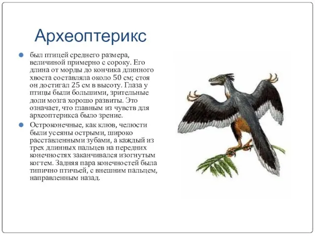 Археоптерикс был птицей среднего размера, величиной примерно с сороку. Его длина от