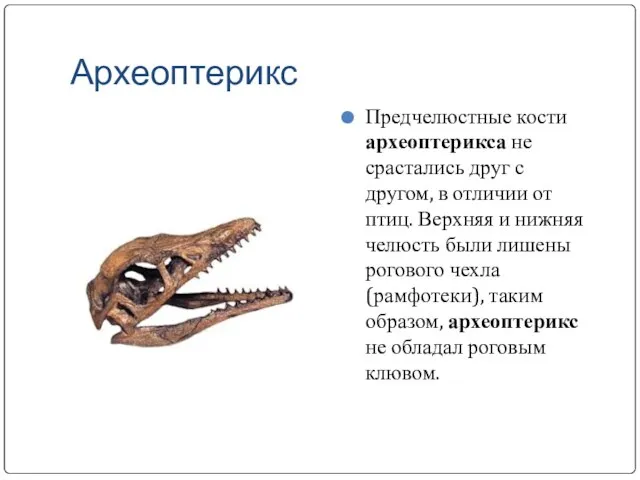 Археоптерикс Предчелюстные кости археоптерикса не срастались друг с другом, в отличии от