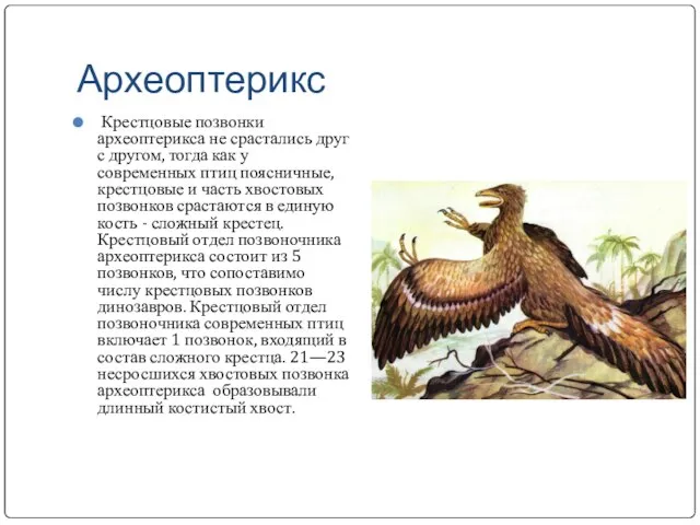 Археоптерикс Крестцовые позвонки археоптерикса не срастались друг с другом, тогда как у