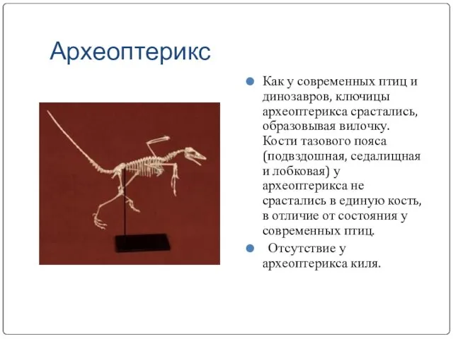 Археоптерикс Как у современных птиц и динозавров, ключицы археоптерикса срастались, образовывая вилочку.