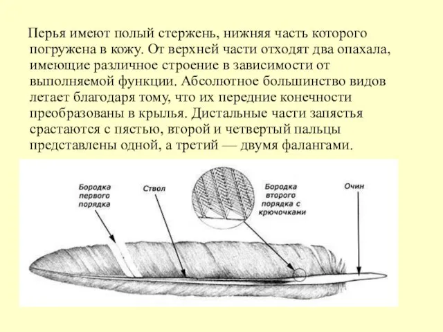 Перья имеют полый стержень, нижняя часть которого погружена в кожу. От верхней