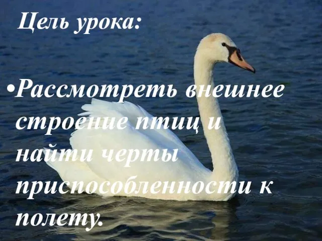 Цель урока: Рассмотреть внешнее строение птиц и найти черты приспособленности к полету.