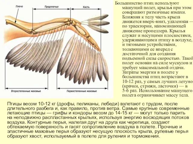 Большинство птиц используют машущий полет, крылья при этом совершают ритмичные взмахи. Ближняя