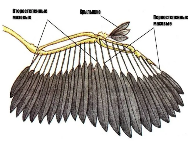 Первостепенные маховые Второстепенные маховые Крылышко