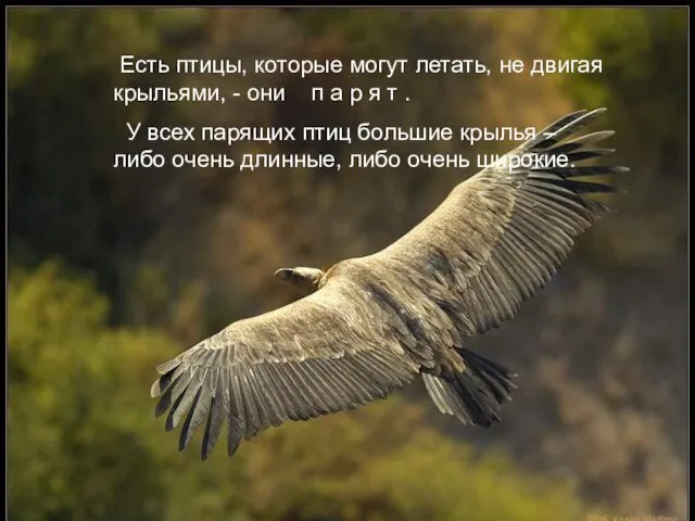 Крылья поднимают птицу в воздух. Птицы машут крыльями и летят :одни тише,