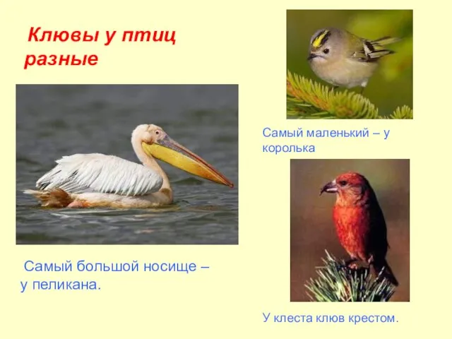 Клювы у птиц разные Самый большой носище – у пеликана. Самый маленький