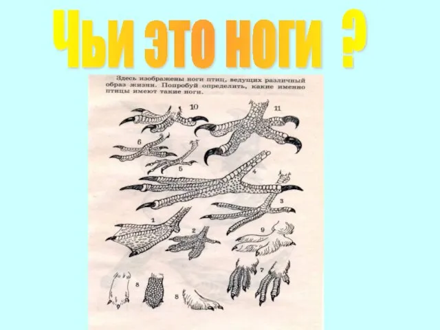 Чьи это ноги ?