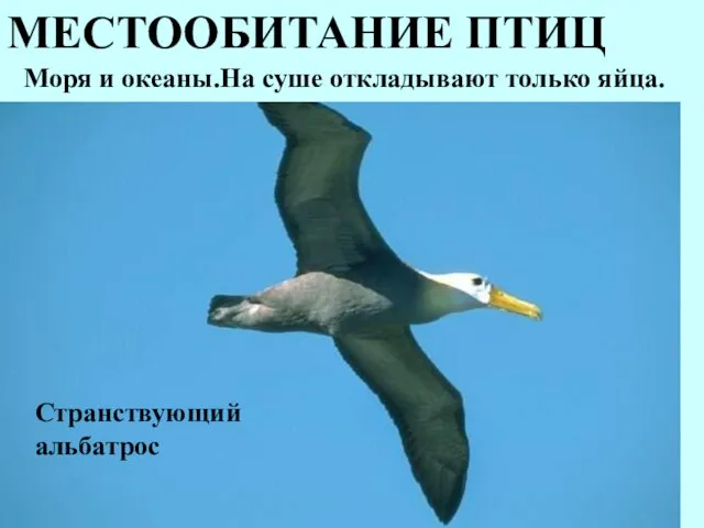 МЕСТООБИТАНИЕ ПТИЦ Моря и океаны.На суше откладывают только яйца. Странствующий альбатрос