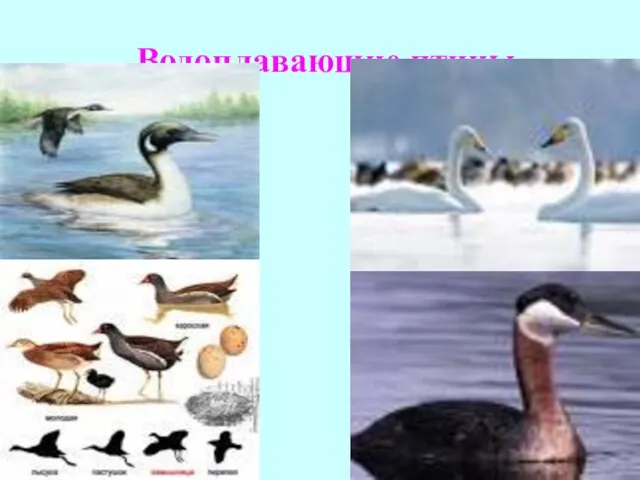 Водоплавающие птицы