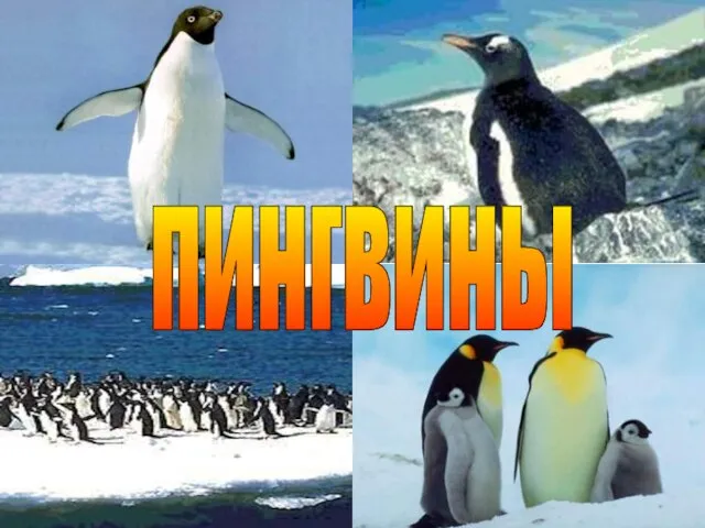 пингвины