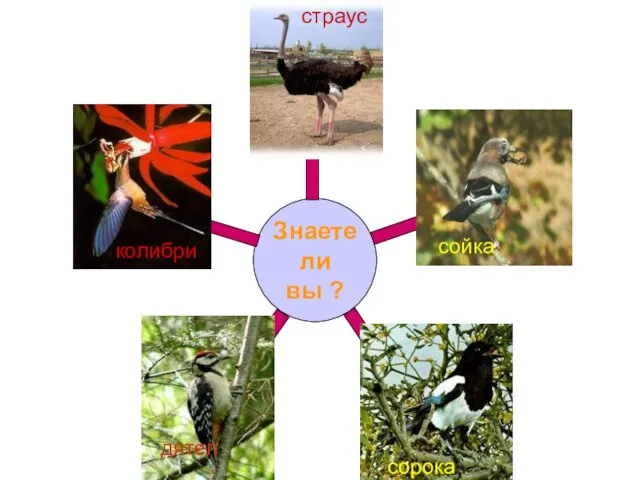 колибри страус сойка сорока дятел