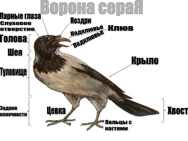 Надклювье Подклювье Клюв Голова Туловище Хвост Шея Задние конечности Цевка Пальцы с