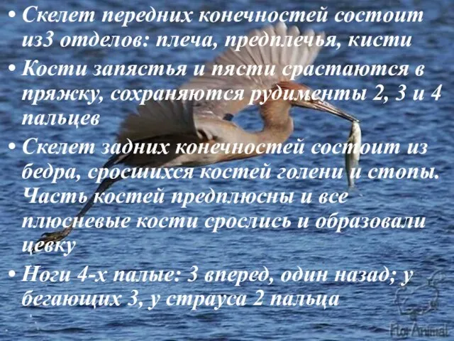 Скелет передних конечностей состоит из3 отделов: плеча, предплечья, кисти Кости запястья и