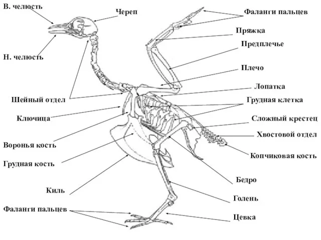 Н. челюсть В. челюсть Череп Шейный отдел Ключица Воронья кость Лопатка Плечо