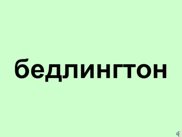 бедлингтон