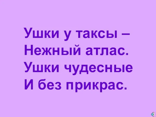 Ушки у таксы – Нежный атлас. Ушки чудесные И без прикрас.