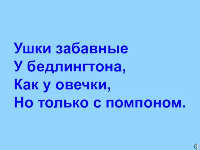 Ушки забавные У бедлингтона, Как у овечки, Но только с помпоном.