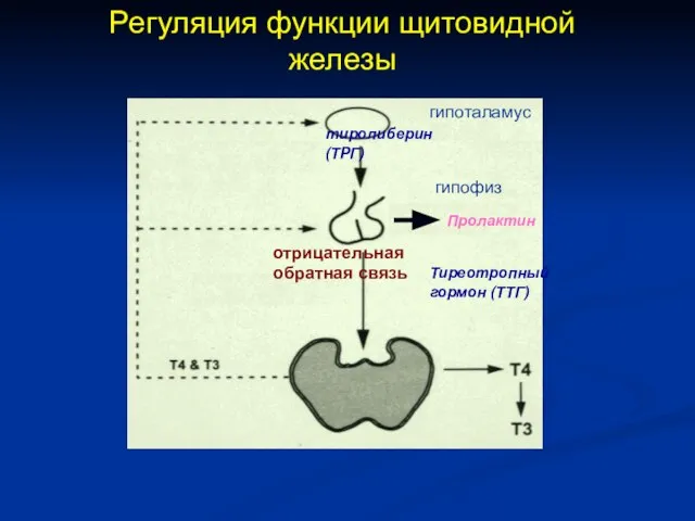 Регуляция функции щитовидной железы гипоталамус гипофиз тиролиберин (ТРГ) Тиреотропный гормон (ТТГ) отрицательная обратная связь Пролактин