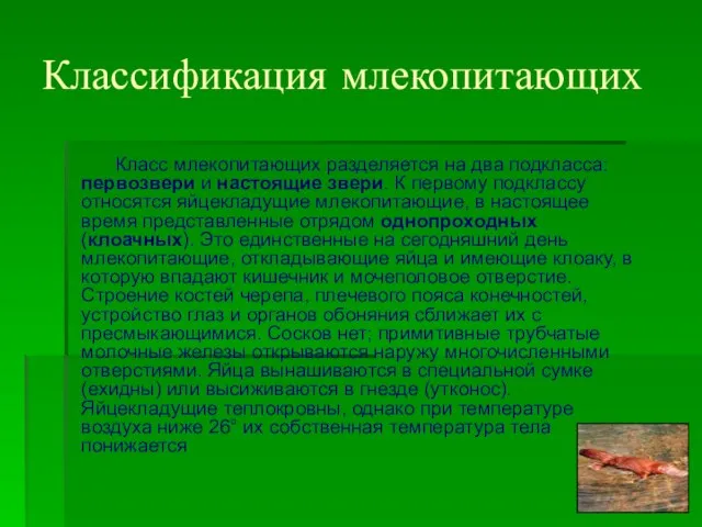 Классификация млекопитающих Класс млекопитающих разделяется на два подкласса: первозвери и настоящие звери.