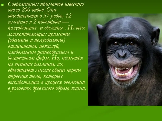 Современных приматов известно около 200 видов. Они объединяются в 57 родов, 12