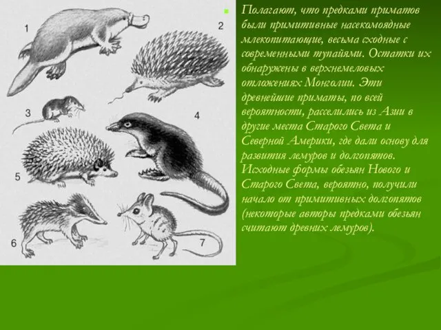 Полагают, что предками приматов были примитивные насекомоядные млекопитающие, весьма сходные с современными