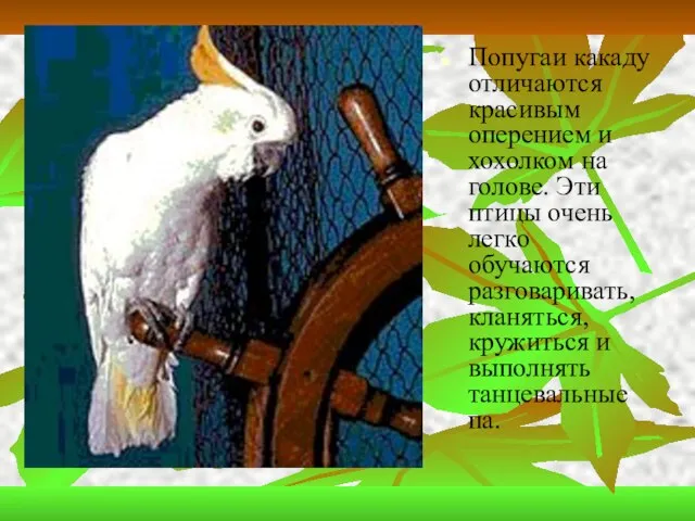 Попугаи какаду отличаются красивым оперением и хохолком на голове. Эти птицы очень