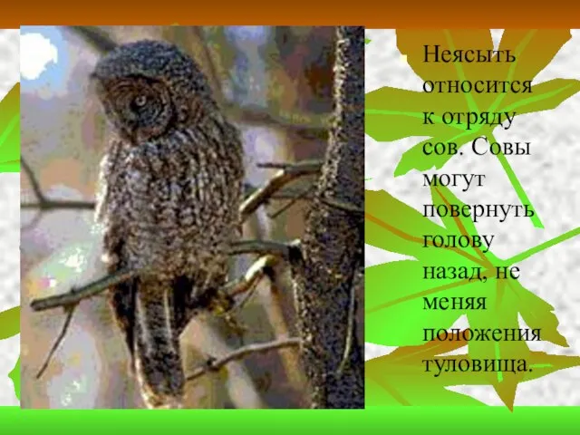 Неясыть относится к отряду сов. Совы могут повернуть голову назад, не меняя положения туловища.