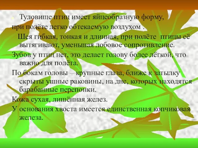 Туловище птиц имеет яйцеобразную форму, при полёте легко обтекаемую воздухом . Шея