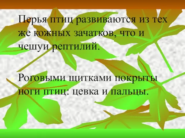 Перья птиц развиваются из тех же кожных зачатков, что и чешуи рептилий.