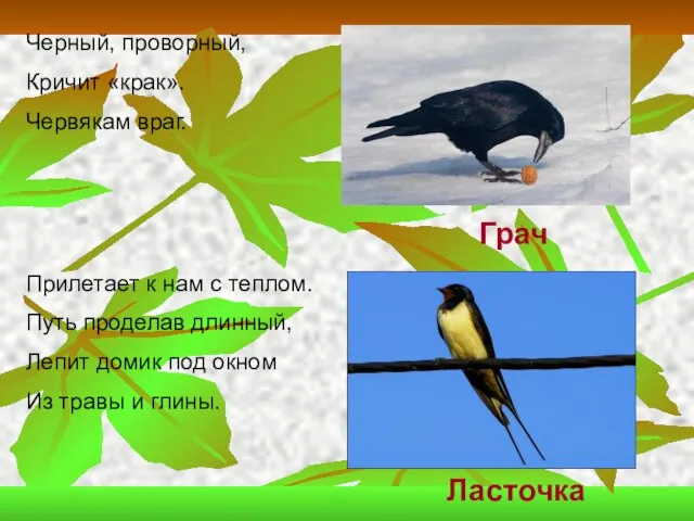 Черный, проворный, Кричит «крак». Червякам враг. Прилетает к нам с теплом. Путь