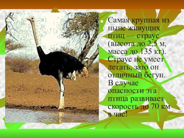 Самая крупная из ныне живущих птиц — страус (высота до 2,5 м,