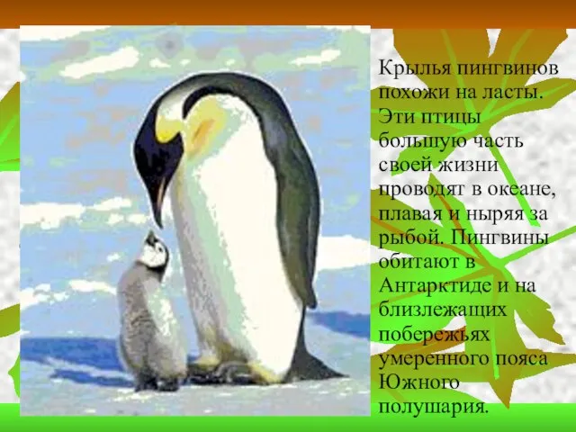 Крылья пингвинов похожи на ласты. Эти птицы большую часть своей жизни проводят