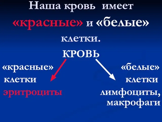 Наша кровь имеет «красные» и «белые» клетки. КРОВЬ «красные» «белые» клетки клетки эритроциты лимфоциты, макрофаги