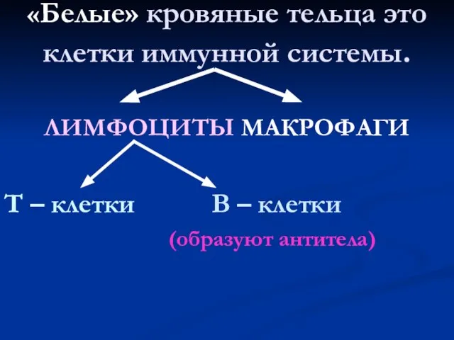 «Белые» кровяные тельца это клетки иммунной системы. ЛИМФОЦИТЫ МАКРОФАГИ Т – клетки