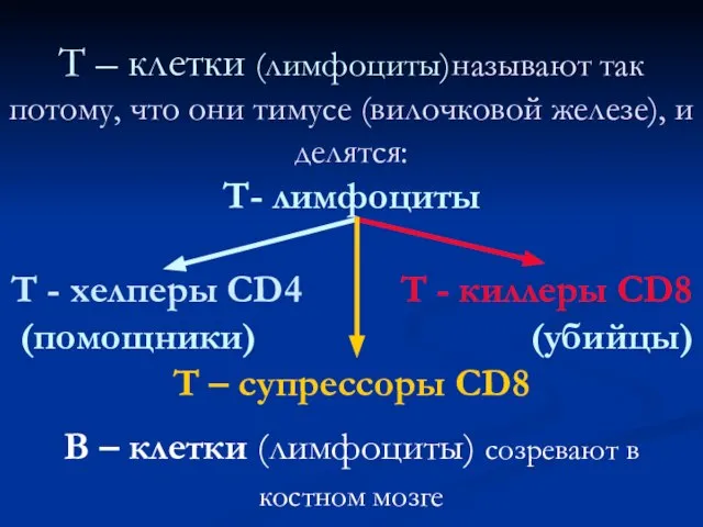 Т – клетки (лимфоциты)называют так потому, что они тимусе (вилочковой железе), и