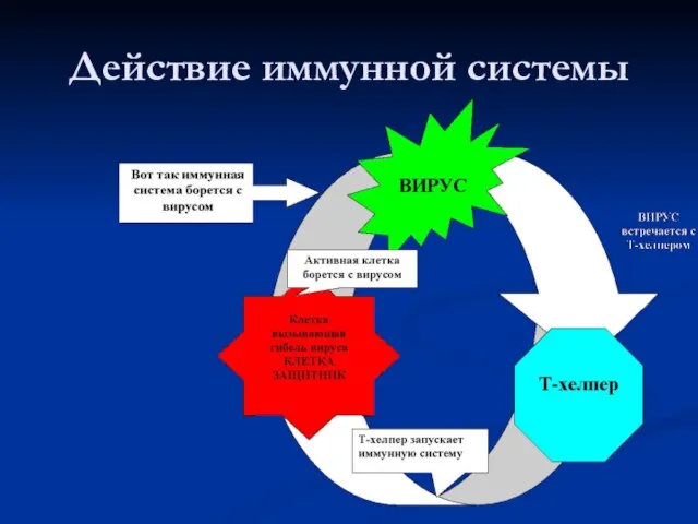 Действие иммунной системы