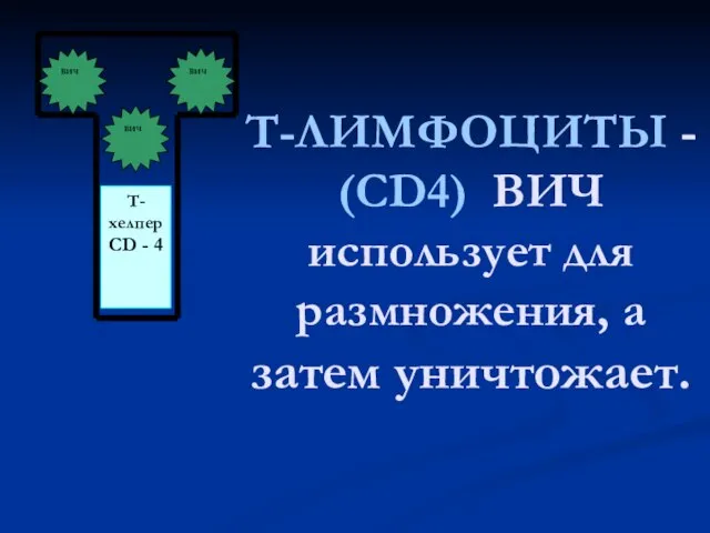 Т-ЛИМФОЦИТЫ - (СD4) ВИЧ использует для размножения, а затем уничтожает.