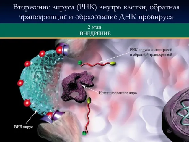 Вторжение вируса (РНК) внутрь клетки, обратная транскрипция и образование ДНК провируса