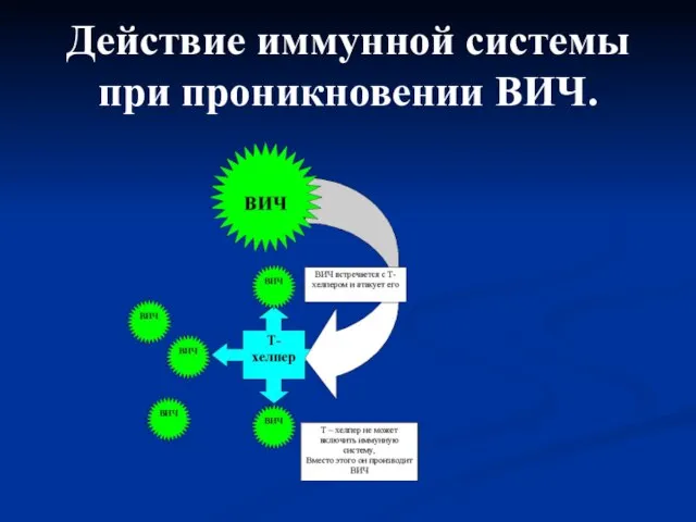 Действие иммунной системы при проникновении ВИЧ.