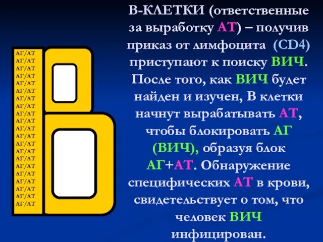 В-КЛЕТКИ (ответственные за выработку АТ) – получив приказ от лимфоцита (СD4) приступают