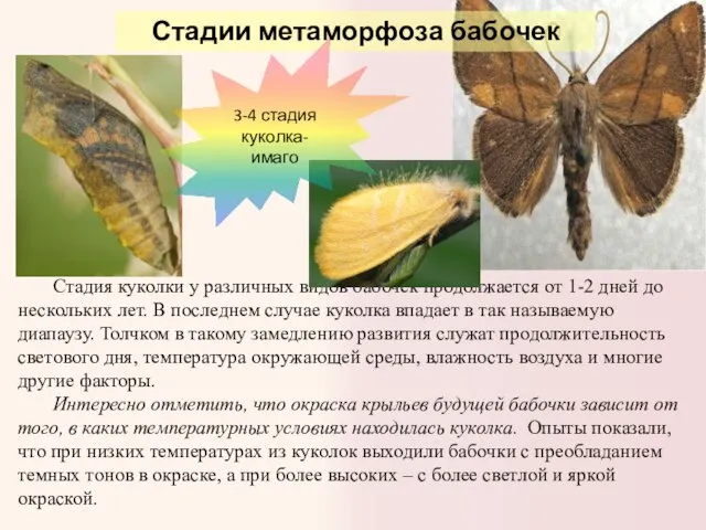 Стадия куколки у различных видов бабочек продолжается от 1-2 дней до нескольких