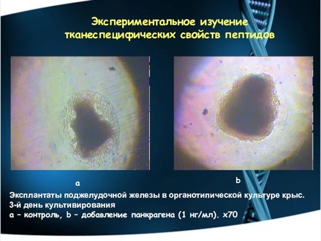 Эксплантаты поджелудочной железы в органотипической культуре крыс. 3-й день культивирования a –