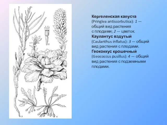 Кергеленская капуста (Pringlea antiscorbutica): 1 — общий вид растения с плодами; 2