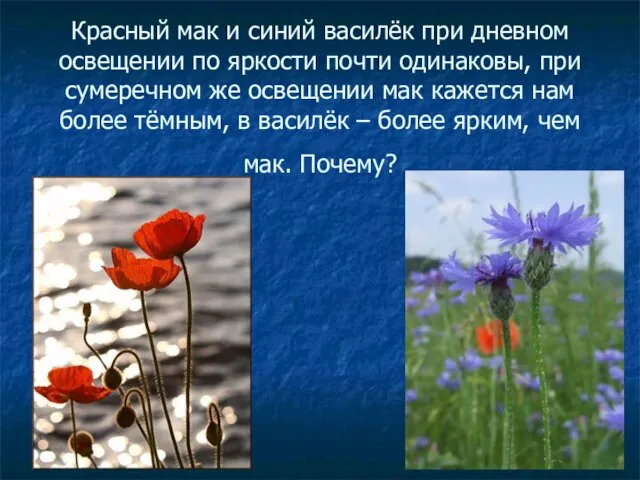 Красный мак и синий василёк при дневном освещении по яркости почти одинаковы,