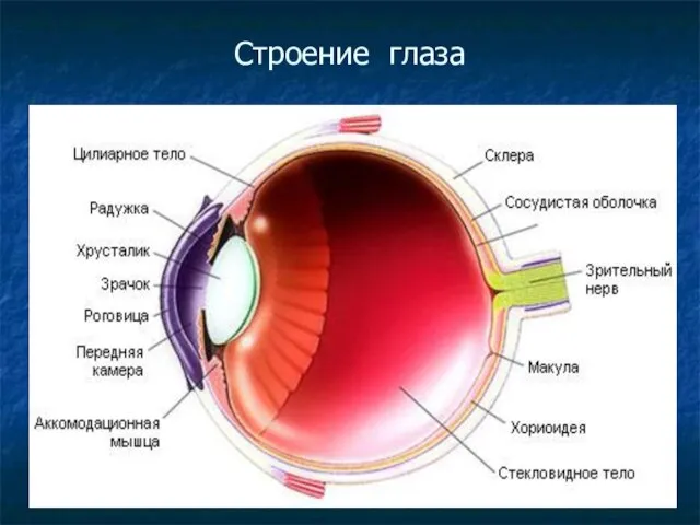 Строение глаза