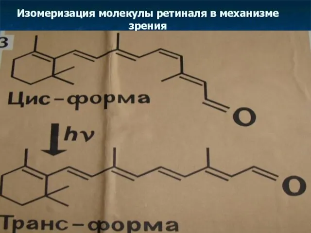 Изомеризация молекулы ретиналя в механизме зрения