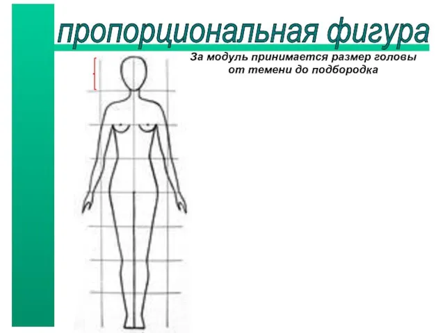 пропорциональная фигура За модуль принимается размер головы от темени до подбородка