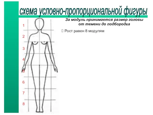 схема условно-пропорциональной фигуры За модуль принимается размер головы от темени до подбородка