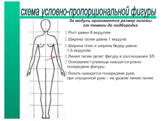 схема условно-пропорциональной фигуры За модуль принимается размер головы от темени до подбородка